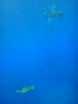 アオウミガメもたくさん見られ