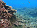 サンゴ広がる底土の浅場