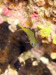 キホシスズメダイのちっこいの