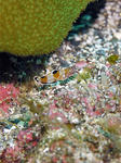 カンムリベラのちっこいの