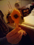 20090123152939.jpg
