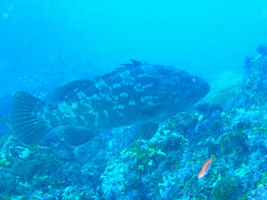 P1020036-kue.JPG
