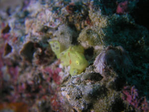 P1030017-irokaeru.JPG