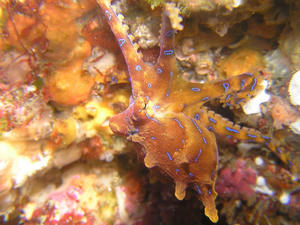 P1010011-hyoumon.JPG