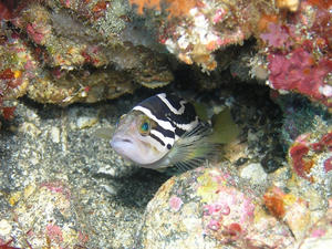 P1140019-iyagohata.JPG