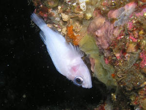 P1150010-arubino.JPG