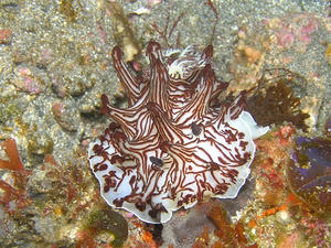 P1170016-intarnet.JPG