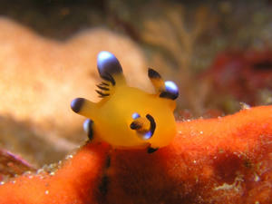 P1170005-pikatyu.JPG