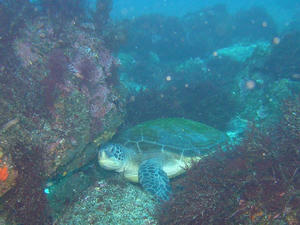 P1180001-kame2.JPG