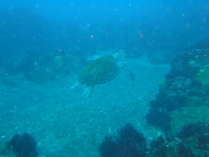 P1180004-kame.JPG