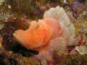 P1190007-niseboro.JPG