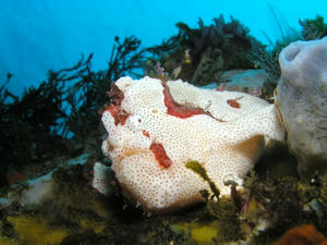 P1210028-irokaeru.JPG