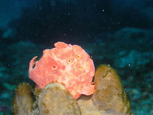 P1210031-iro.JPG