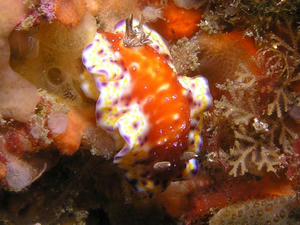 P1270001-akanekomon.JPG
