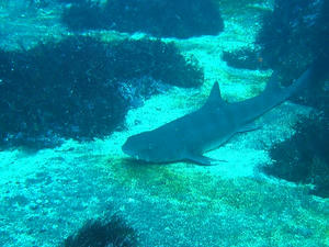 P1270016-dochizame.JPG