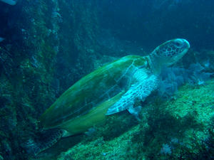 P1270020-umigame.JPG