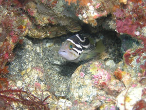 P1140019-iyago.JPG