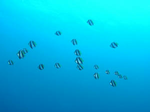 P1260007-murehata2.JPG