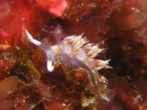 P2100040-hakusennmino.JPG