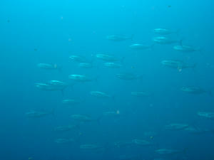 P2130007-maguro.JPG
