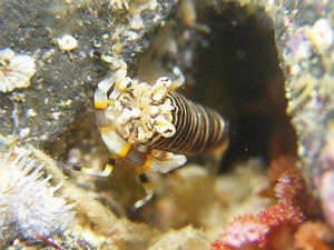P2130017-yokosima.JPG