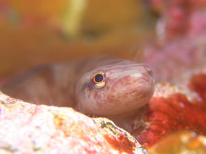 P2190043-misakiubauo.JPG