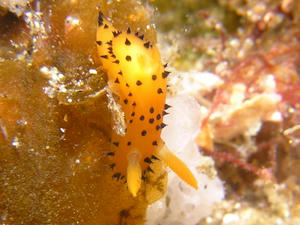 P2260011-yaguruma.JPG