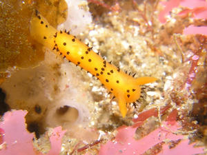 P2260014-yaguruma2.JPG