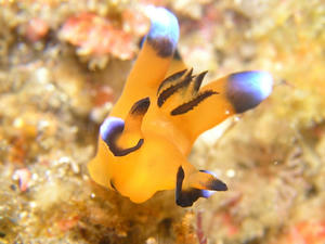 P2260024-pikatyu.JPG