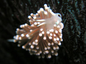 P2280032-gaabera.JPG