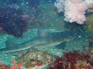 P3040023-dochi.JPG
