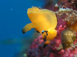 P3050017-pika.JPG