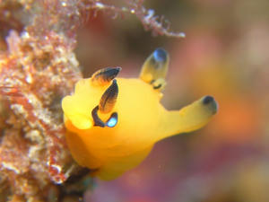 P3070002-pika.JPG