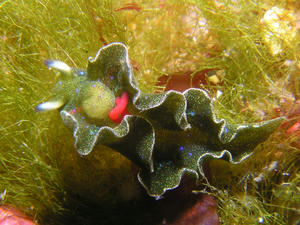 P3190003-aobosi.JPG