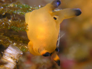P3190012-pika.JPG