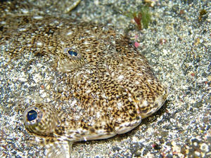 P3200003-hirame.JPG