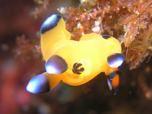 P3230003-pika.JPG