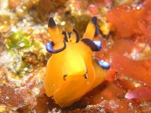 P3260006-pika.JPG