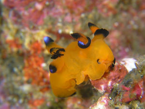 P3280005-pika.JPG
