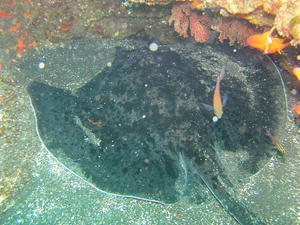 P3290010-madara.JPG