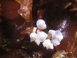 P3300035-inabamino.JPG