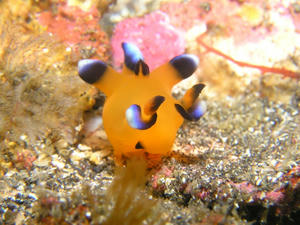 P3310016-pika.JPG