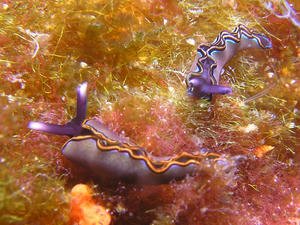 P4020032-tigo.JPG