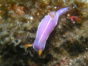 P4040011-simodairo.JPG