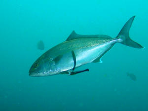 P4050026-kanpachi.JPG