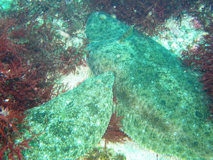 P4060005-hirame.JPG