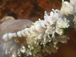 P4070006-bisyamon.JPG