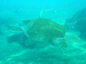 P4080007-kame.JPG