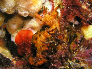 P4140012-hanatatu.JPG