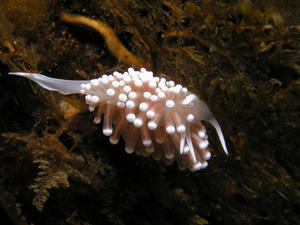 P4170004-gabera.JPG